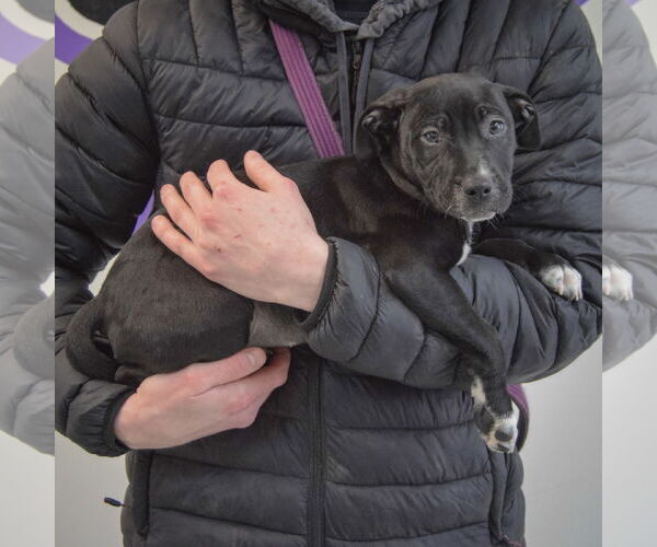 Medium Photo #2 American Staffordshire Terrier-Boxer Mix Puppy For Sale in Huntley, IL, USA