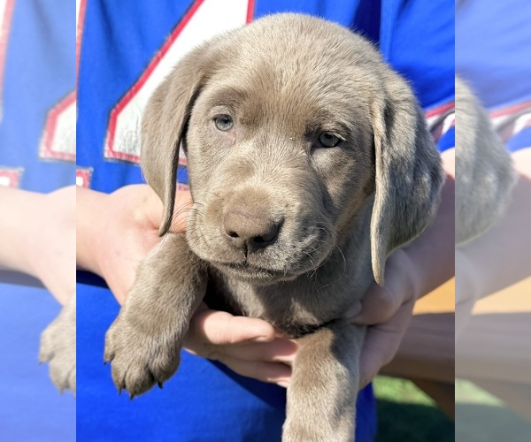 Medium Photo #5 Labrador Retriever Puppy For Sale in DELEVAN, NY, USA
