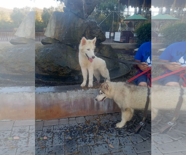 Medium Photo #2 Samoyed-Siberian Husky Mix Puppy For Sale in Pacific grove , CA, USA