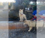 Small #1 Samoyed-Siberian Husky Mix