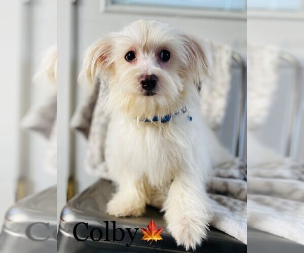 Medium Photo #1 Maltese Puppy For Sale in COOKEVILLE, TN, USA