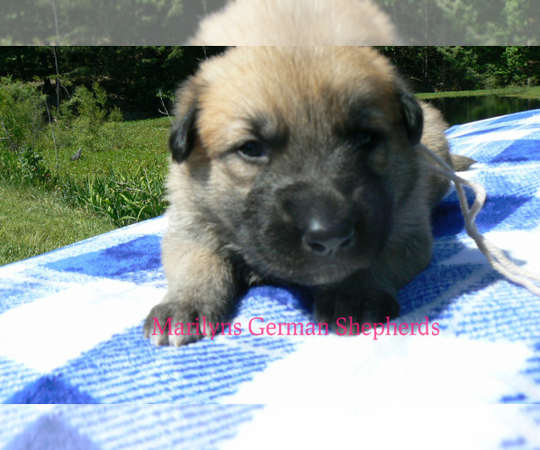 Medium Photo #2 German Shepherd Dog Puppy For Sale in PIEDMONT, MO, USA