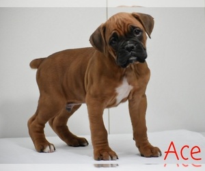 Boxer Puppy for sale in SHIPSHEWANA, IN, USA