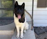 Small Photo #1 Akita Puppy For Sale in ONTARIO, OR, USA