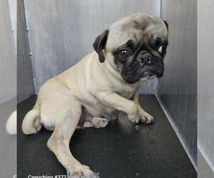 Pug Dogs for adoption in San Antonio, TX, USA