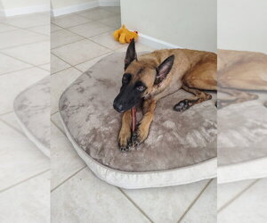 Divi - Located in Florida - Female Mutt Dog for Adoption - Photo #2