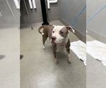 Small Mutt