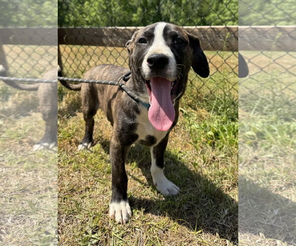 Medium Photo #2 Mutt Puppy For Sale in Tarrytown, GA, USA