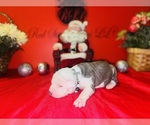 Small Photo #35 American Pit Bull Terrier Puppy For Sale in TRENTON, NJ, USA