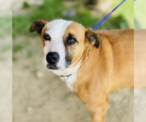 Gemma *Adopt or Foster* - Female Mutt Dog for Adoption - Photo #3