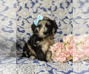 Goldendoodle (Miniature) Puppy for sale in QUARRYVILLE, PA, USA