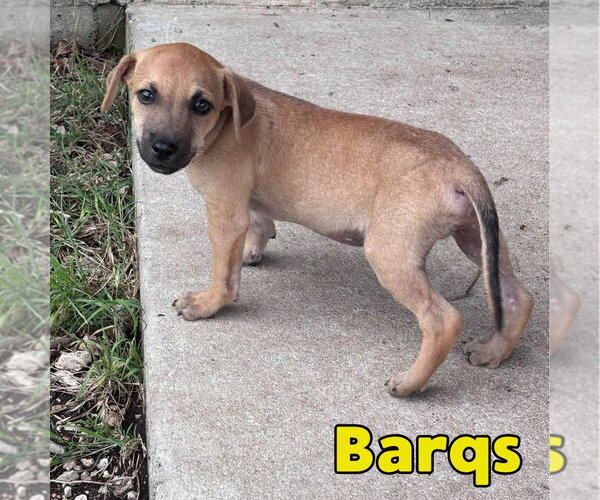 Medium Photo #18 Dachshund-Unknown Mix Puppy For Sale in San Antonio, TX, USA