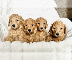 Poodle (Standard) Litter for sale in MIDLOTHIAN, TX, USA