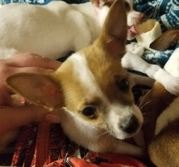 Chihuahua Puppy for sale in SIOUX FALLS, SD, USA