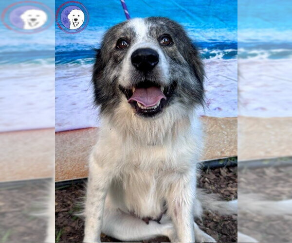 Medium Photo #2 Great Pyrenees Puppy For Sale in Spring, TX, USA