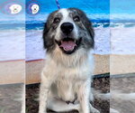 Small #1 Great Pyrenees