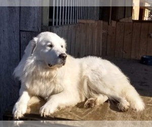 Mother of the Great Pyrenees puppies born on 10/08/2021