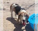 Small #12 Basset Hound