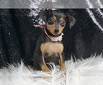 Small #3 Miniature Pinscher