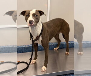 26-319 Flower - Female Mutt Dog for Adoption - Photo #2