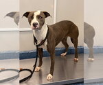 Small #1 Mutt
