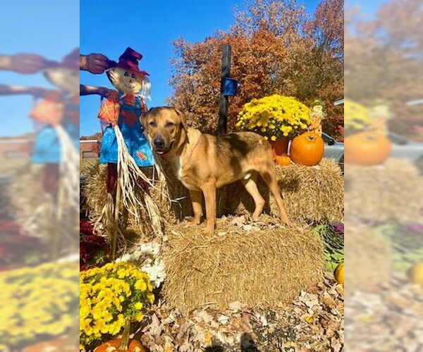 Medium Photo #2 Catahoula Leopard Dog-Coonhound Mix Puppy For Sale in Bridgewater, NJ, USA