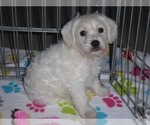 Small #11 Schnoodle (Miniature)