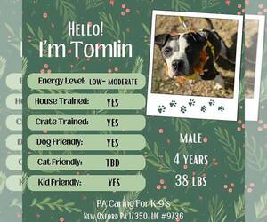 American Bulldog-Unknown Mix Dogs for adoption in New Oxford , PA, USA