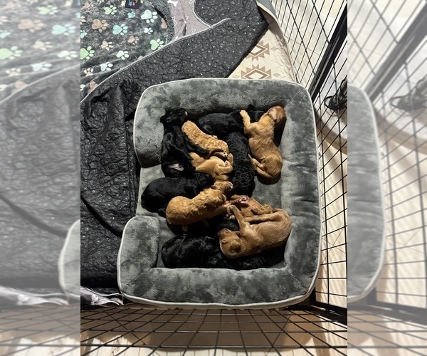 Medium Photo #4 Doodle-Goldendoodle Mix Puppy For Sale in WESTON, FL, USA