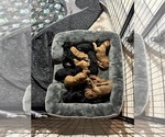 Small #3 Doodle-Goldendoodle Mix
