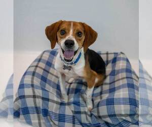 Tyrone - Male Beagle Dog for Adoption - Photo #7