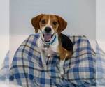 Small #6 Beagle