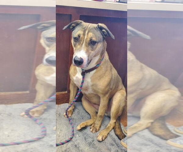 Medium Photo #4 American Pit Bull Terrier-Labrador Retriever Mix Puppy For Sale in Amarillo, TX, USA