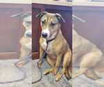 Small #3 American Pit Bull Terrier-Labrador Retriever Mix