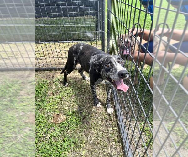 Medium Photo #2 Catahoula Leopard Dog-Unknown Mix Puppy For Sale in Abbeville, LA, USA