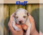 Puppy Fluff Poodle (Miniature)