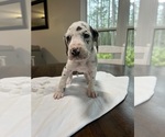 Small Photo #9 Great Dane Puppy For Sale in MIMS, FL, USA
