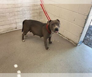 American Pit Bull Terrier Dogs for adoption in San Bernardino, CA, USA