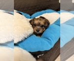 Small Photo #18 Yorkshire Terrier Puppy For Sale in ORLANDO, FL, USA