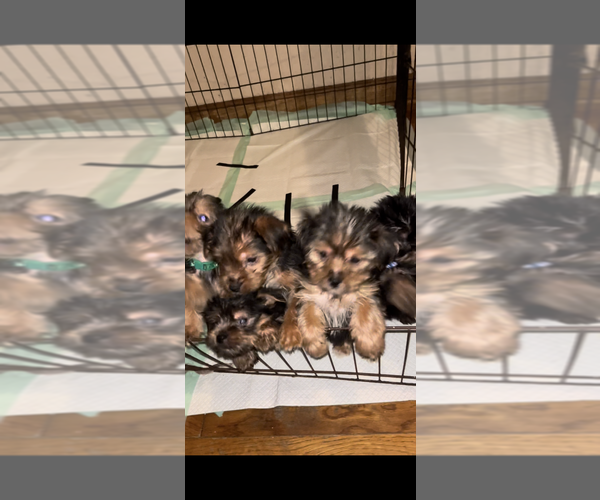 Medium Photo #2 Yorkshire Terrier Puppy For Sale in PALATKA, FL, USA