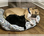 Small #25 Black Mouth Cur Mix