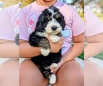 Small #2 Miniature Bernedoodle