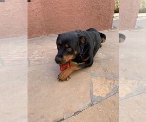 Rottweiler Dogs for adoption in Gilbert, AZ, USA