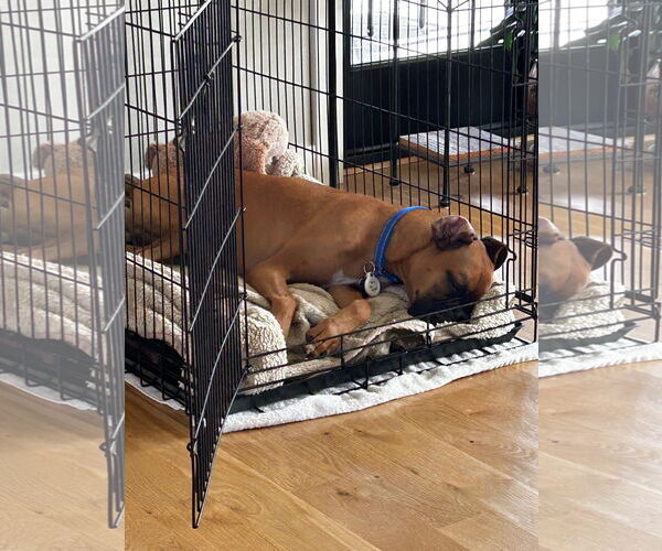 Medium Photo #2 Boxer Puppy For Sale in Woodbury, MN, USA