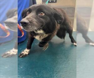 Border Collie-Unknown Mix Dogs for adoption in Mobile, AL, USA