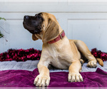 Small Photo #29 Mastiff Puppy For Sale in WAKARUSA, IN, USA