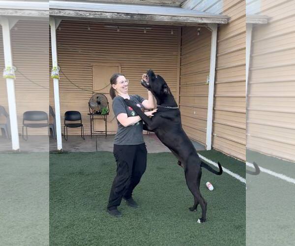 Medium Photo #7 Mastiff-Unknown Mix Puppy For Sale in phoenix, AZ, USA