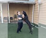 Small #6 Mastiff Mix