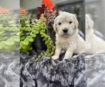 Puppy Marshmellow Golden Retriever