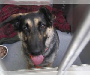 German Shepherd Dog-Unknown Mix Dogs for adoption in Orange, CA, USA
